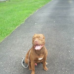 Meet your Posher, Ant